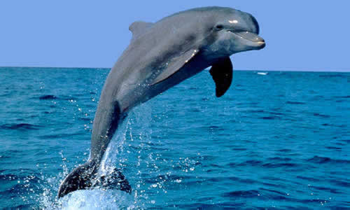 Delfín (11).jpg