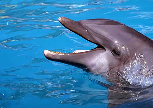 Delfín (16).jpg