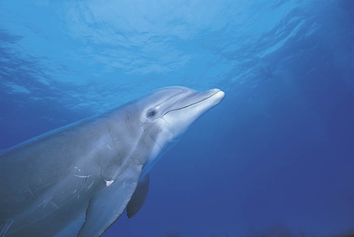 Delfín (18).jpg