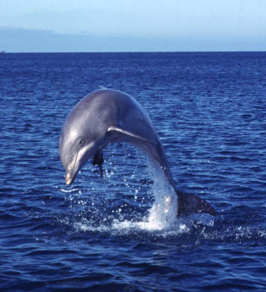 Delfín (20).jpg