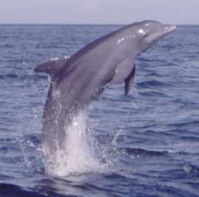 Delfín (23).jpg