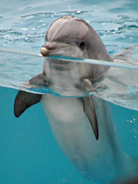 Delfín (24).jpg