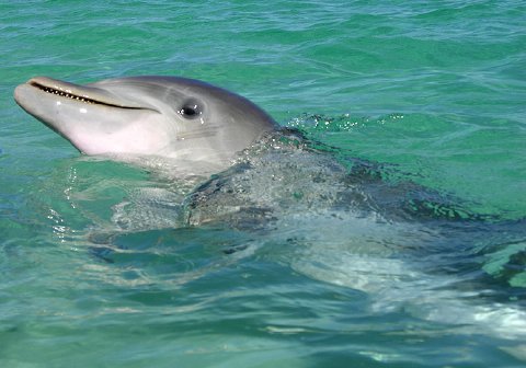 Delfín (29).jpg