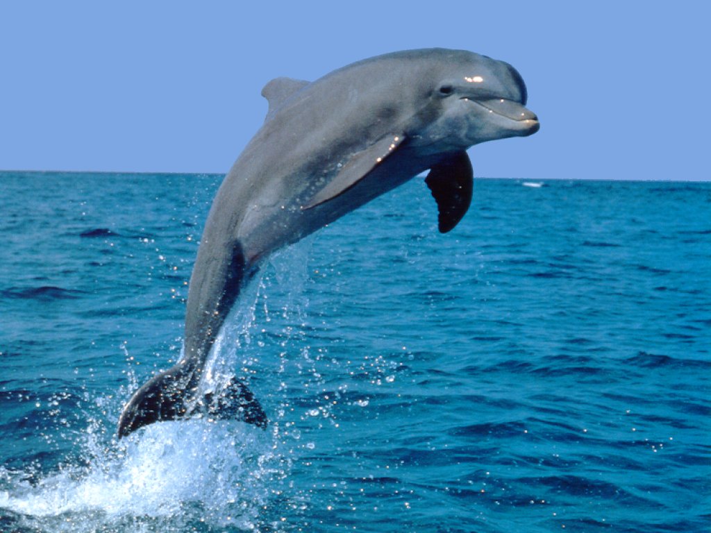 Delfín (30).jpg