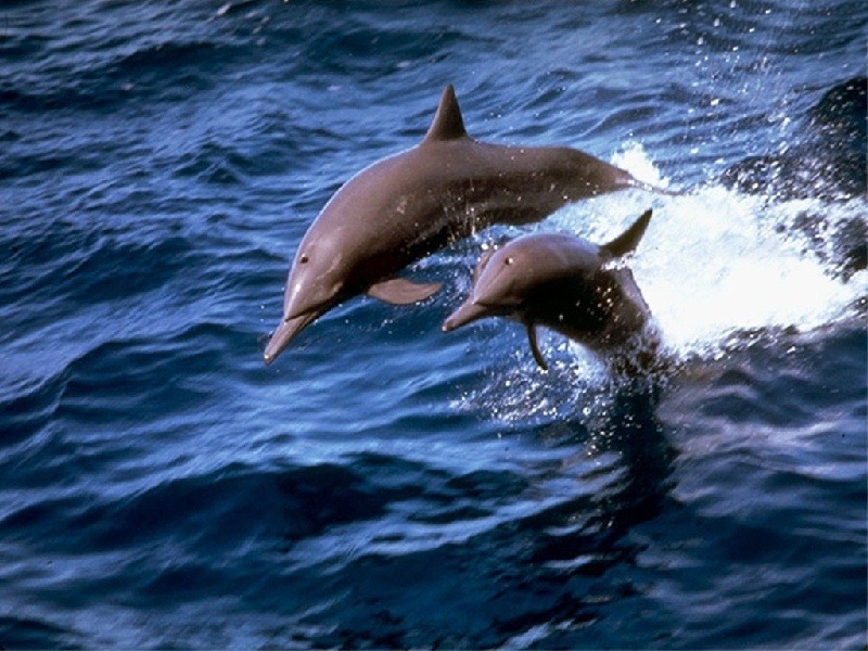 Delfín (39).jpg