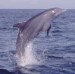 Delfín (23).jpg